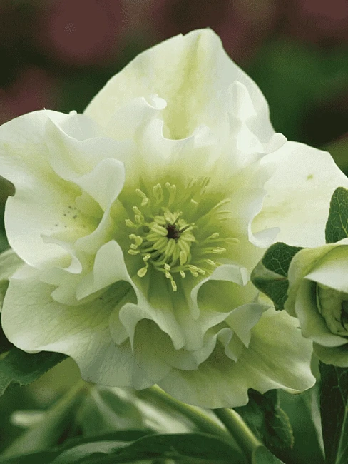 Морозник Дабл Эллен Вайт